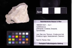 Foto (Objekt + Etiketten) von Cyclothyreus sp. 